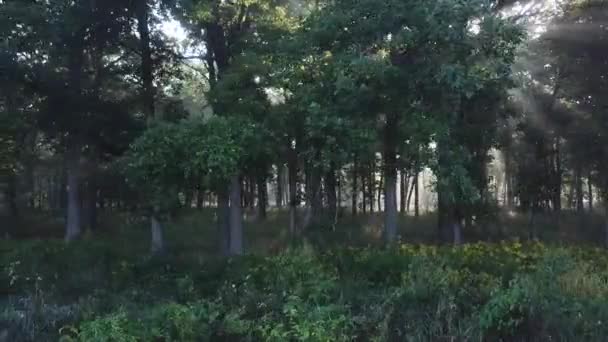 Aérial Longue Casserole Travers Une Forêt Remplie Brouillard Faisceaux Lumineux — Video