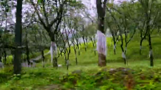 Följ Skott Ett Gummiträd Plantering Runt Hårnålen Böja Bergen Vagamon — Stockvideo