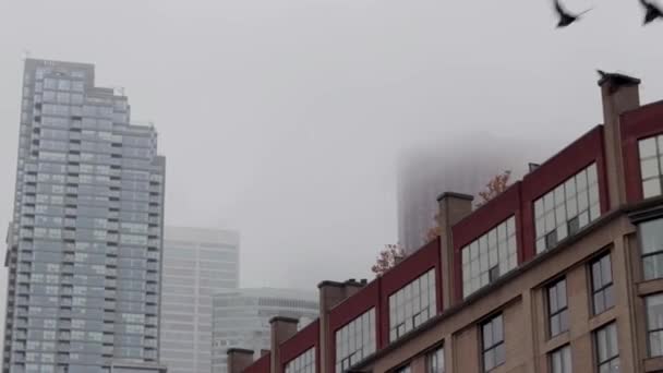 Paisaje Urbano Toronto Con Niebla Aves Volando — Vídeo de stock