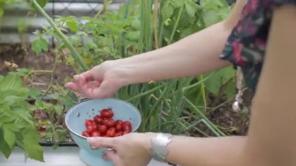 Närbild Kvinna Plocka Körsbärstomater Sin Trädgård — Stockvideo