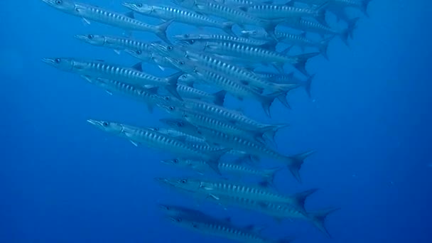 Metraje Videógrafo Submarino Filmando Una Gran Escuela Peces Barracuda — Vídeos de Stock