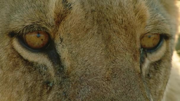 Close up shot of a lioness. Macro shot detailing the eyes, fur, and parasitic flies