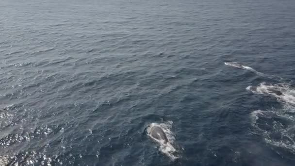 Humpback Whale Fin Smoothly Entering Blu Indian Ocean — Stock Video