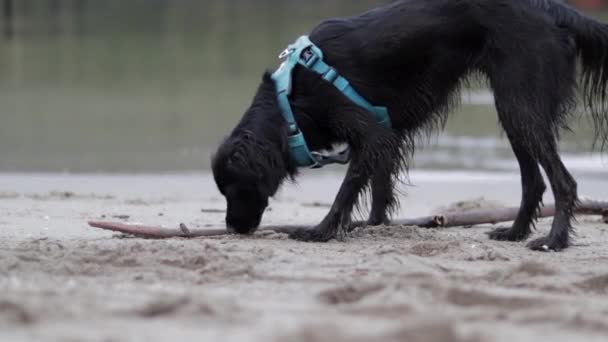 ブルーハーネスの小さな黒い犬の様々なショットが走り回り カナダのBc州バーナビーの太平洋の砂浜で遊んでいます — ストック動画