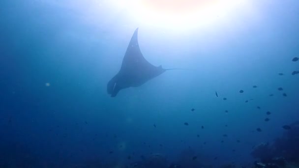 Riesen Manta Schwimmt Auf Taucher — Stockvideo