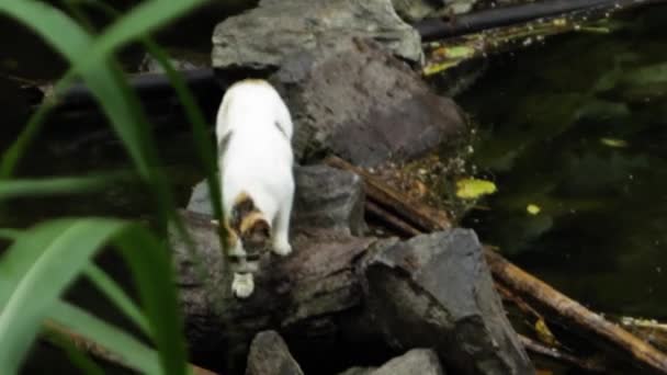 Stray Cat Hunting Fish River Wildlife Telephoto Shot Adventurous Trip — Stock Video