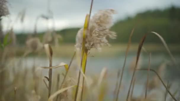 Részlet Lövés Sárga Nád Hogy Mozog Szél Előtt Egy Vagy — Stock videók