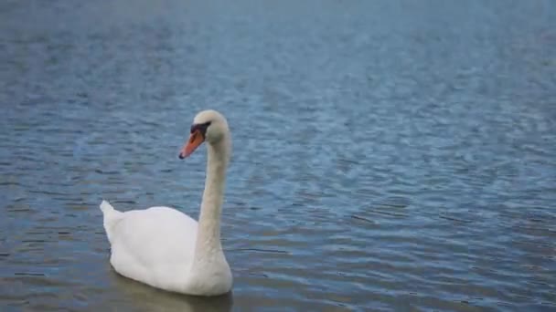 Cigno Bianco Nuota Sull Acqua Blu Lago Uno Stagno Guarda — Video Stock