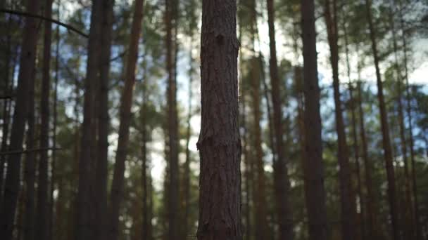 Nahaufnahme Eines Baumes Wald Gefilmt Gegen Die Sonne Gibt Andere — Stockvideo