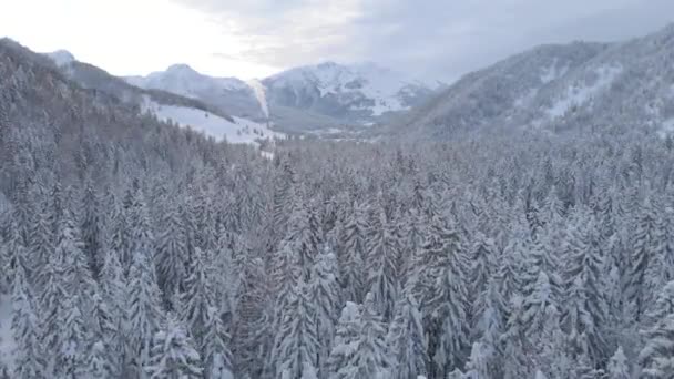 Hochfilzen Położony Dolinie Pillersee Jest Rajem Dla Miłośników Biathlonu Narciarstwa — Wideo stockowe