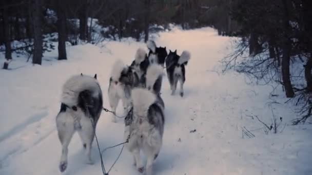 犬ぞり Povでスローモーションで美しいですハスキーそり犬のパックとともに厚い毛皮のコート雪の中の山道で — ストック動画