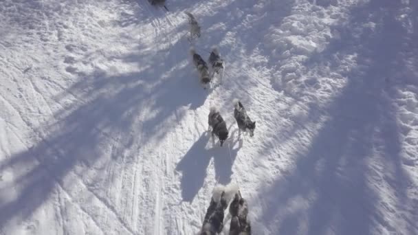 Flygdrönare Skott Med Husky Hund Pack Dra Hundsläde Genom Snön — Stockvideo