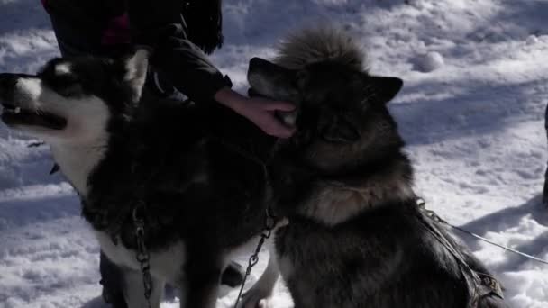 Dos Perros Trineo Husky Una Manada Perros Con Piel Oscura — Vídeo de stock