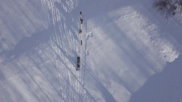 フランスの山道で冬の雪を旅する犬ぞりチームの上空で撮影された空中ドローン — ストック動画