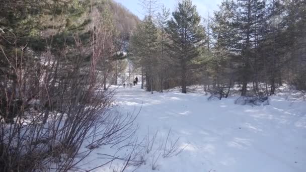 Dogsledding Winter Snow Slow Motion Pack Husky Sled Dogs Forest — Stock Video