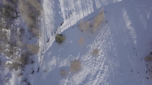 Luftdrohne hoch über einem Rudel Husky-Schlittenhunde, die einen Hundeschlitten durch den kalten Winterschnee in einem Wald ziehen.