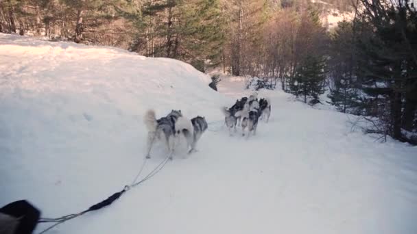 Hundeschlittenfahren auf einem Waldweg in Zeitlupe mit einem Team von Husky-Schlittenhunden an einem kalten Wintertag.
