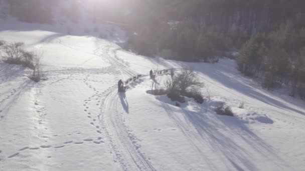 冷たい山の荒野を通ってとてもずさんなそり犬によって引かれたそりの上に空中ドローン — ストック動画