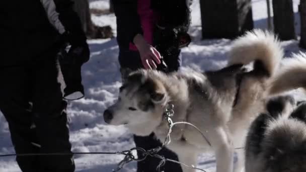 Dva Husky Spřežení Psi Lidmi Mazlit Nimi Vzrušeni Aby Začali — Stock video