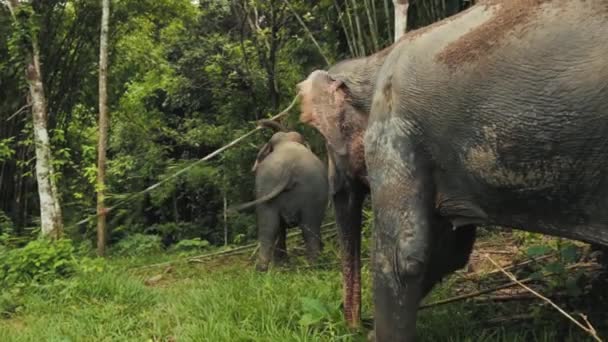 Staří sloni vycházejí z bambusového lesa