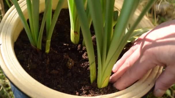 Gardener Checks Soil Plant Pot — Stock Video