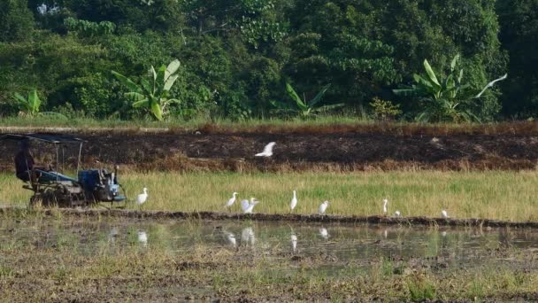 Oiseaux Bec Ouvert Asie Volant Dans Une Rizière Ouverte Bukit — Video