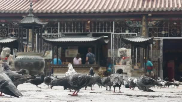 ブキッ メルタジャム ペナン マレーシア 東南アジアで開かれた水田で飛ぶアジアのオープンビルの鳥 — ストック動画