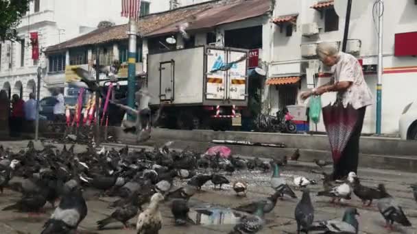 Aves Pico Abierto Asiáticas Volando Campo Arroz Abierto Bukit Mertajam — Vídeo de stock