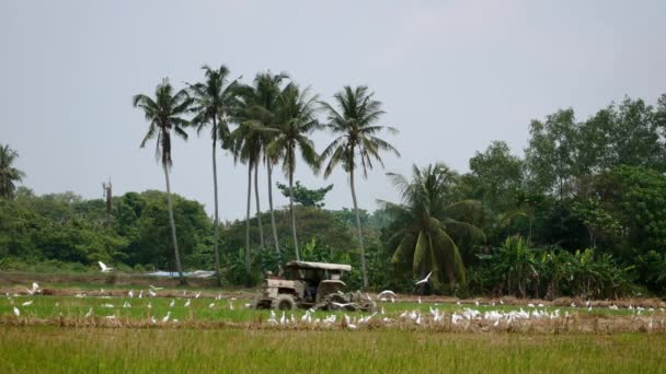 Азиатские Птицы Летающие Открытом Рисовом Поле Букит Мертаджам Пенанг Малайзия — стоковое видео