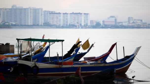 Asijské Openbill Ptáků Létání Otevřeném Rýžovém Poli Bukit Mertajam Penang — Stock video