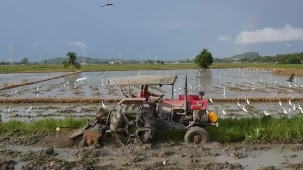 Asian Openbill Birds Flying Open Paddy Field Bukit Mertajam Penang — Stock Video