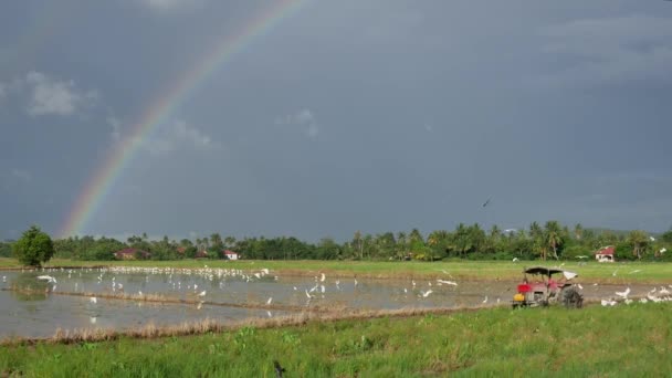 Aves Pico Abierto Asiáticas Volando Campo Arroz Abierto Bukit Mertajam — Vídeos de Stock