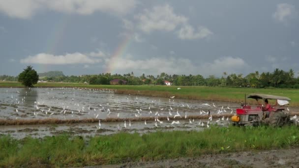 Aves Pico Abierto Asiáticas Volando Campo Arroz Abierto Bukit Mertajam — Vídeo de stock