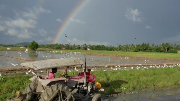 Asijské openbill ptáků létání v otevřeném rýžovém poli v Bukit Mertajam, Penang, Malajsie, jihovýchodní Asie