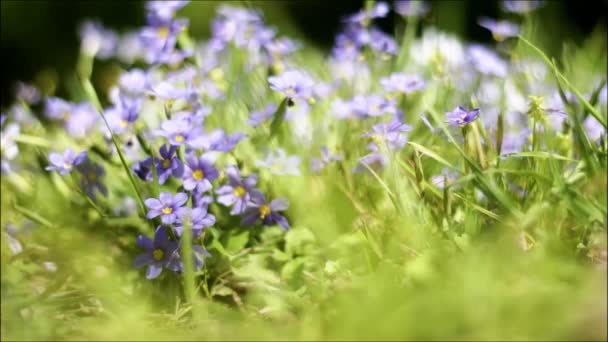 Yaz Boyunca Çiçekli Çayır — Stok video