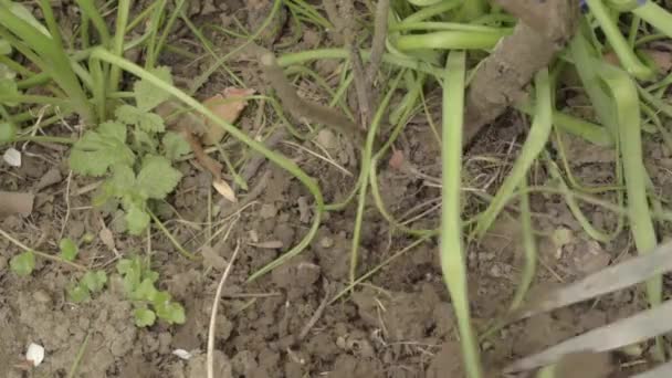 Jardinero Girando Tierra Con Tenedor Mano — Vídeos de Stock