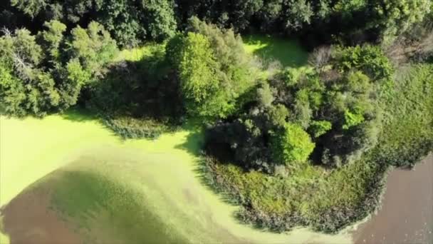 Lago Verde Dinamarca Algas Lago Aves Volando — Vídeos de Stock