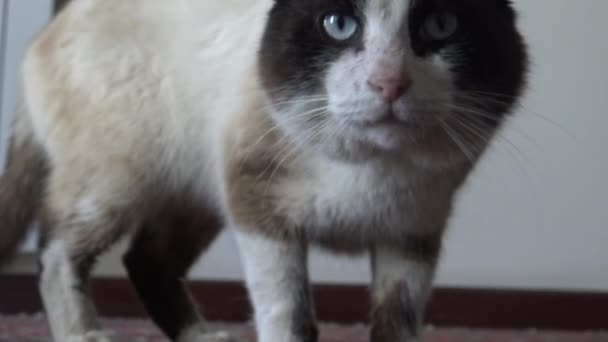 Gato Lamiéndose Los Bigotes — Vídeos de Stock