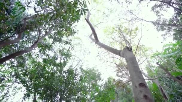 Young Male Tourist Walking Trail Trees Crowns Wendy Whiteleys Secret — Video Stock