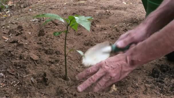 Wygładzanie Suchej Gleby Wokół Nowo Zasadzonego Drzewa Ramach Ponownego Zalesiania — Wideo stockowe