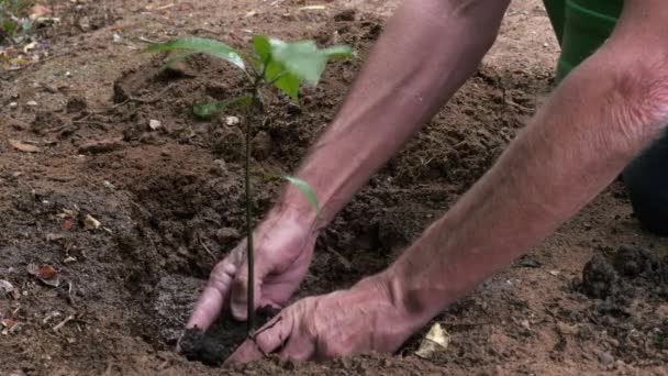 Plantar Retoño Tierra Seca Para Ayudar Con Reforestación — Vídeos de Stock