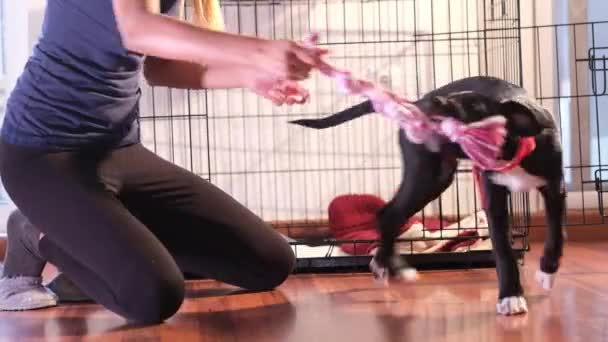 Girl Plays Tug War Her Puppy Puppy Very Playful Pulls — Stock Video