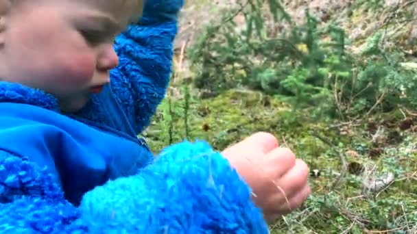 Caucasian Toddler Boy Oversized Blue Blouse Examines Sphagnum Moss Close — Stock Video