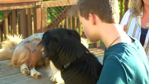 2匹の犬を持つハンサムな10代の少年 そのうちの1匹は青い目をしたオーストラリアの羊飼いです 少年は犬の周りに腕を置きます — ストック動画