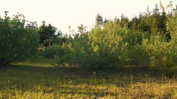 Zpomalené Záběry Dospívajících Chlapců Kteří Dělají Salta Krásném Prostředí — Stock video