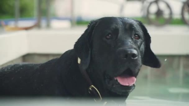 Black Labrador Retriever Sitter Poolen — Stockvideo