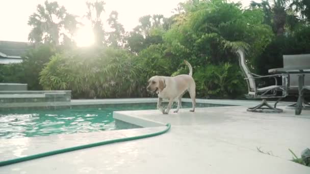 Amarillo Labrador Retriever Sacudiéndose Con Pelota Tenis Boca — Vídeo de stock