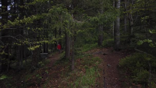 Hombre Caminando Bosque Bávaro — Vídeo de stock