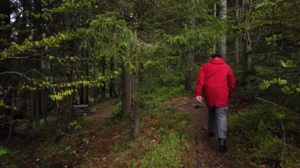 Homem Andando Uma Viagem Floresta — Vídeo de Stock