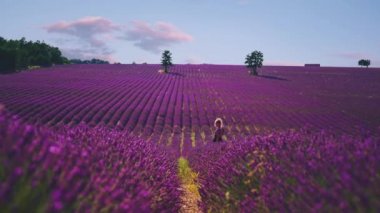 Fransa 'nın Cte d' Azur kentindeki ünlü Provence 'deki güzel bir lavanta tarlasının 4K UHD Sineması. Menekşe lavanta filizleniyor.